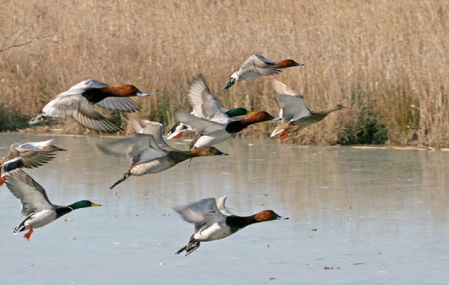 The risk of bird flu transmission is higher in the fall due to the increased number of waterfowl present. 