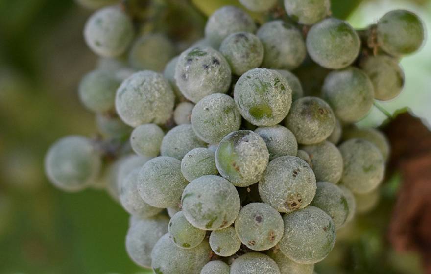 UC Davis researchers have uncovered important genetic clues about the pathogen that causes grape powdery mildew, among the most destructive vineyard pest throughout California and the world. 