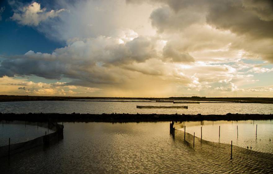 Juvenile salmon feast on bugs in enclosed areas of the Yolo Bypass during a 2014 experiment in a flooded rice field. The experiment in 2016 is in its fifth year. 