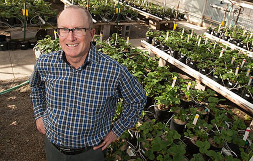Steve Knapp, UC Davis&#039; new strawberry breeder, checks out the campus strawberry greenhouse.