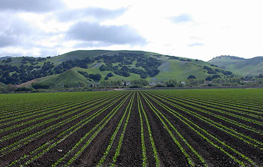 Fluorescent seedlings will help a robotic cultivator target weeds in planted fields like this one in the Salinas Valley. 