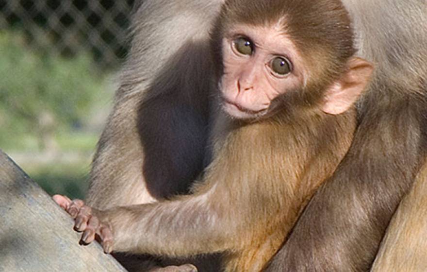 The study revealed the first comprehensive macaque milk proteome and newly identified 524 human milk proteins. 