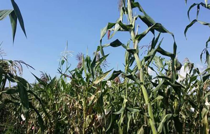 Maize growing at a highland field site in Toluca, Mexico. UC Davis researchers are studying how maize adapted to different environments. The new knowledge could aid in breeding crops resistant to climate change. 