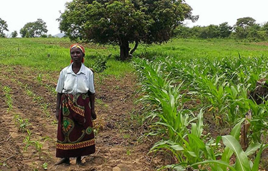 Monica Banda, a farmer in Zambia, stands in the middle of a field she planted. The field on the left is also hers but was planted using traditional techniques and seed. The fields on the right is a Zasaka field. Banda’s yield increased by two times after 