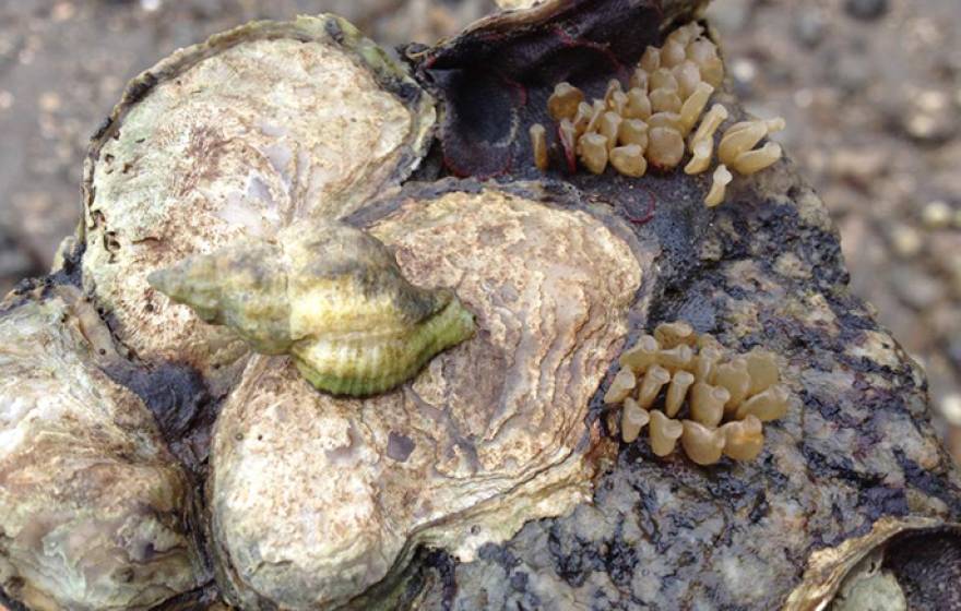 An invasive female oyster drill and her eggs attach to a native Olympia oyster in Tomales Bay.