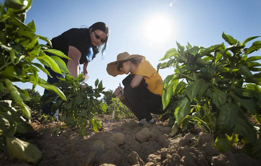 A group of UC Davis students is breeding a “jalapeño popper,” a cross between a bell pepper and a jalapeño pepper. Two members of the team, Randi Jimenez and Wengyuan Xiao, examine their crop at the Student Farm. 