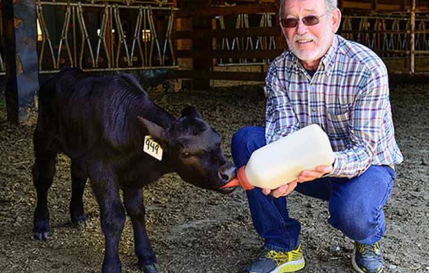 A new vaccine developed by veterinary immunologist Jeff Stott shows promise for preventing foothill abortion disease, which kills calves before or at birth.