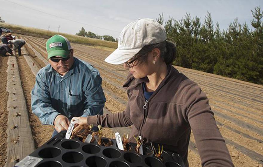 Senior technician Eduardo Garcia, left, and lab manager Charlotte Acharya, both of the UC Davis Department of Plant Sciences, prepare to place young strawberry plants in this field at UC Davis.
