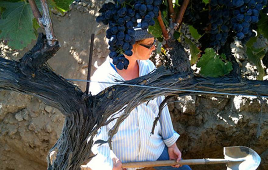 Former UC Davis postdoc Kim Mosse digs through soil for sampling at a vineyard. A UC Davis study says winery wastewater is a viable option to irrigate vineyards.