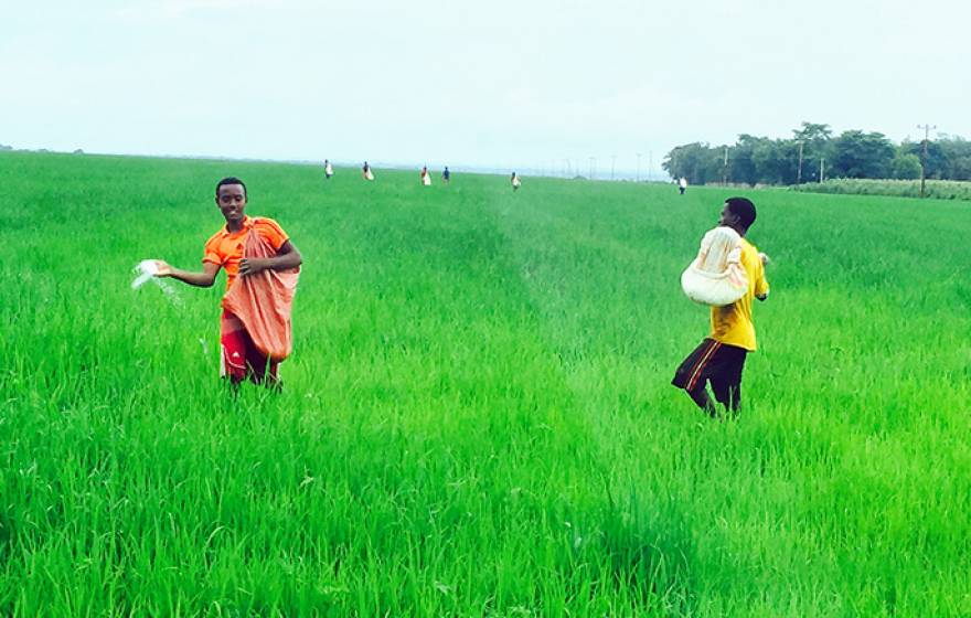 The construction of dams and irrigation of arid areas have been a boon to rice farming in Ethiopia. While enhancing food productivity and economic development, such environmental modifications could have unforeseen detrimental effects on malaria transmiss