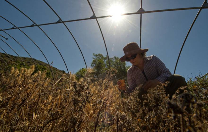 Project scientist Sarah Kimball gathers samples from an experimental plot, one of several in which UCI researchers subject local vegetation to water deprivation in order to study the results. 