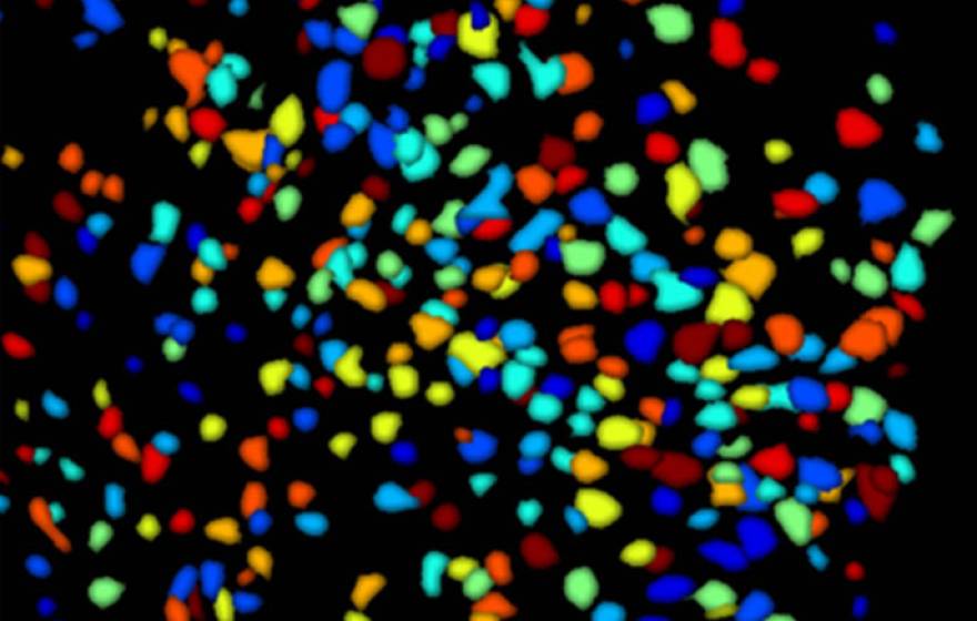 UCLA color neurons