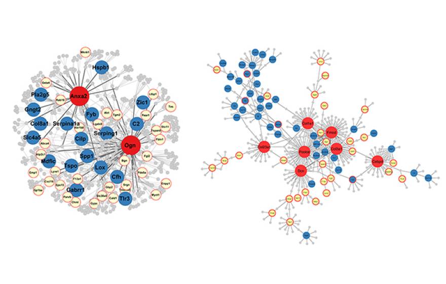 Examples of gene networks in the hippocampus affected by brain trauma. UCLA researchers report that the “master regulator” genes (in red) influence many other genes responsible for the effects of brain trauma.
