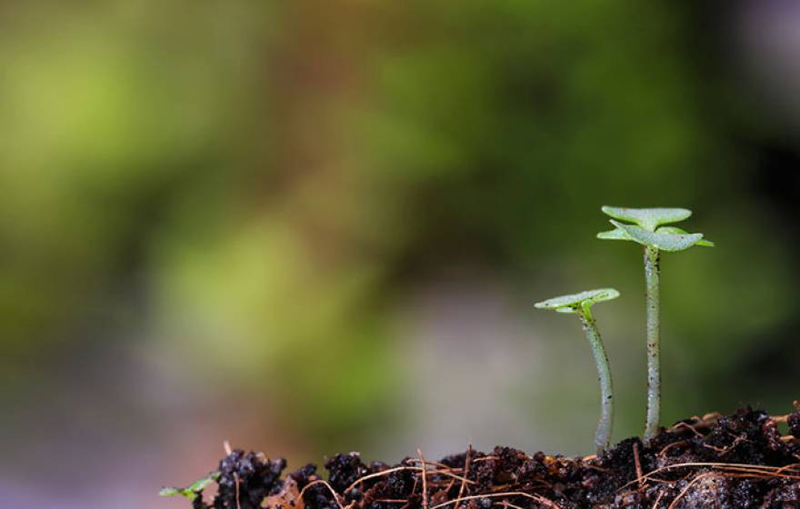 plant sprout