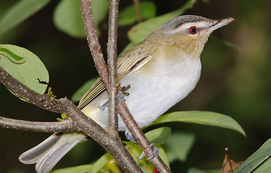 red-eyed vireo (Kelly Colgan Azar/Creative Commons)