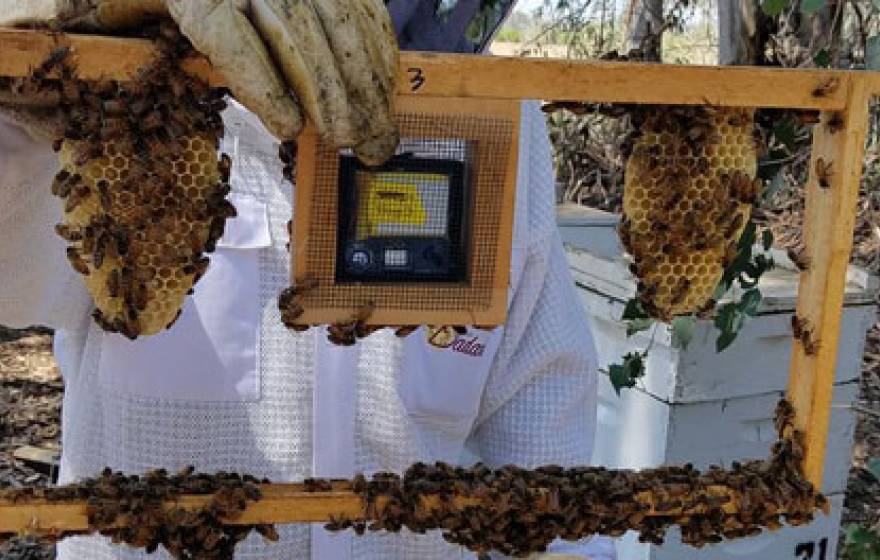 Beekeeper holding up rack filled with honeycomb and bees
