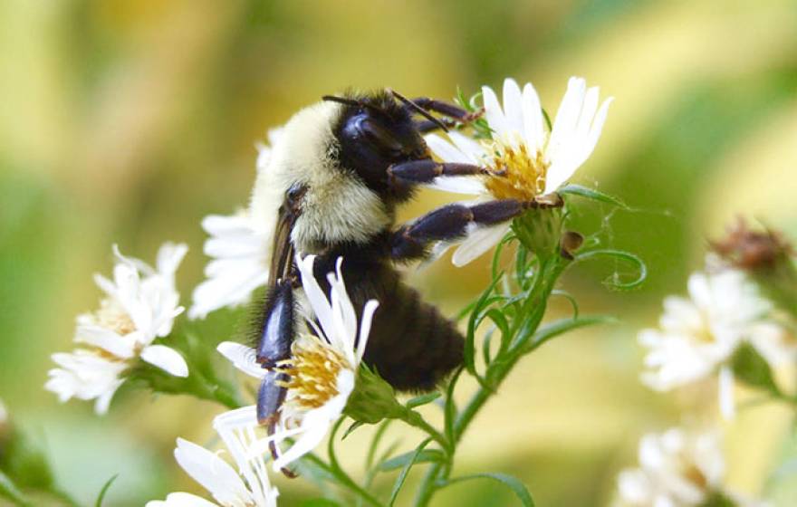 A queen bumblebee on a flower