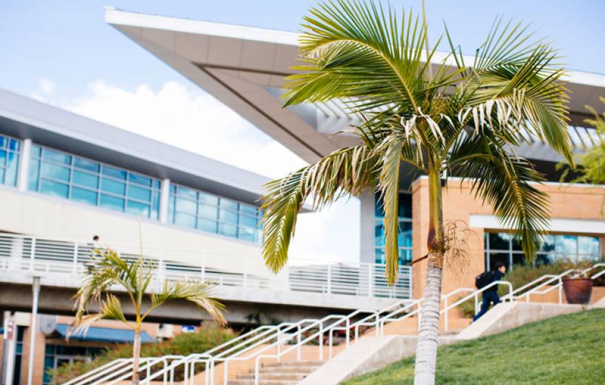 UC Riverside view of palm tree