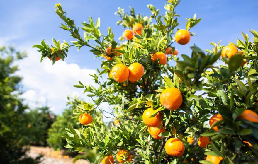 A grove of oranges, with a cluster close to the camera
