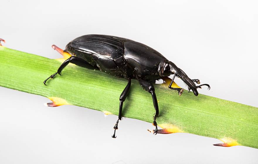 The South American palm Weevil has recently spread to San Diego County.