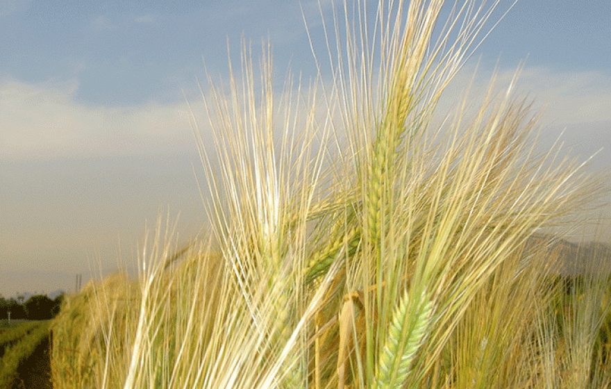 Barley is one of the world&#039;s most important cereal crops. 