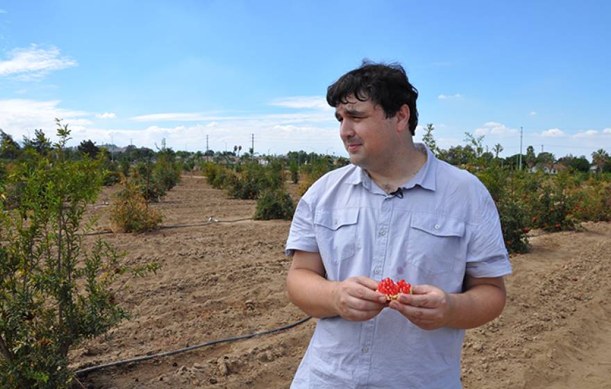 John Chater, a UC Riverside graduate student and UC Global Food Initiative fellow, stands in a field of pomegranate trees he is studying.