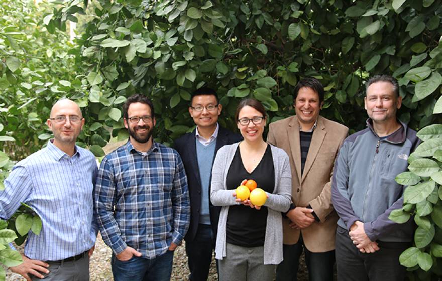 UC Riverside researchers, from left, Philippe Rolshausen, David Jassby, Haizhou Liu, Caroline Roper, Georgios Vidalakis, and James Borneman received a $5.1 million grant to fight a disease killing citrus trees.