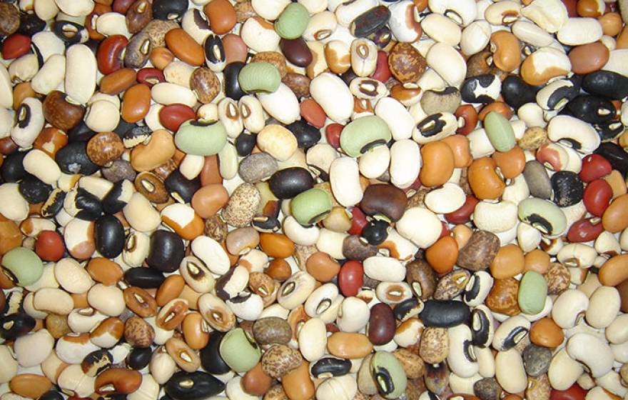 Genetic diversity of cowpea seed 