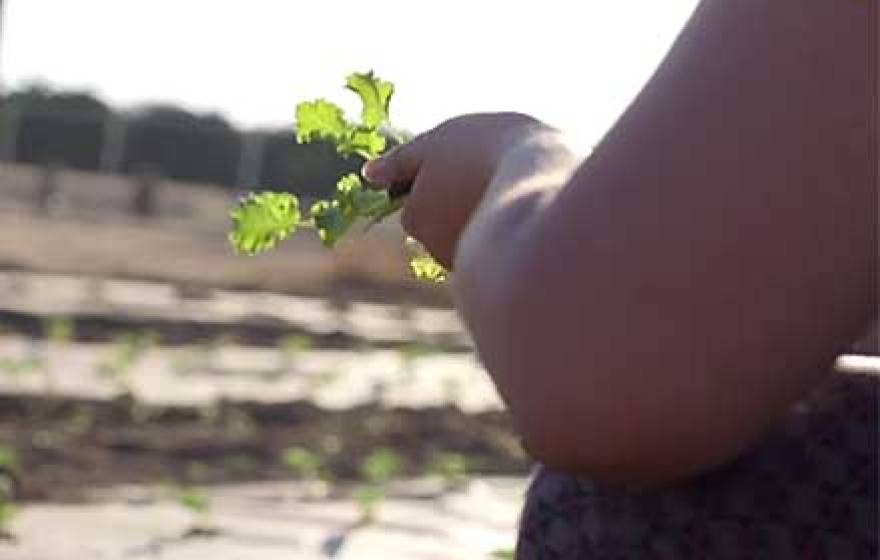holding a seedling at UCR Community Gardens