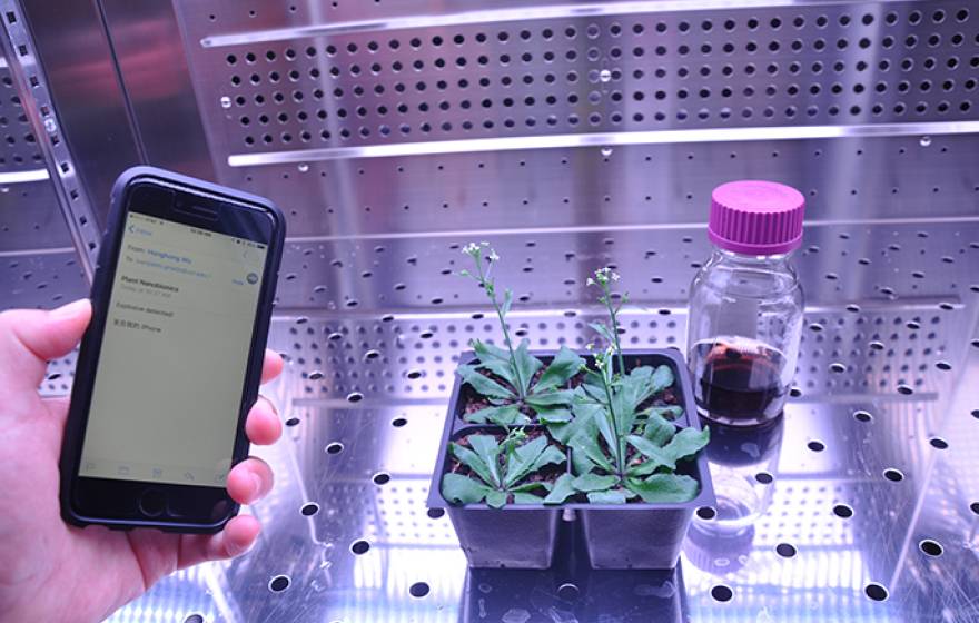 A team of scientists are embedding carbon nanotubes (right) in plants to detect explosives and wirelessly relay the information to an electronic device.