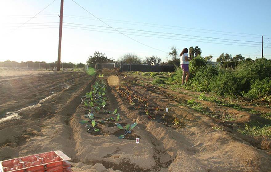 Campus community members grow fresh fruit and vegetables at the R’ Garden while learning about social, environmental and economic sustainability. 