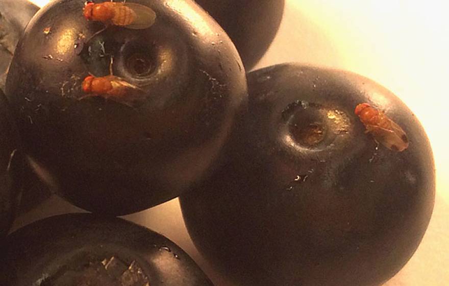 Spotted wing Drosophila on ripe blueberries. The males have a characteristic dark spot on tip of wings. 