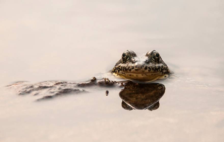 UCSB scientists collaborate with researchers, wildlife agencies, San Francisco, Oakland zoos to save endangered California species of frog 