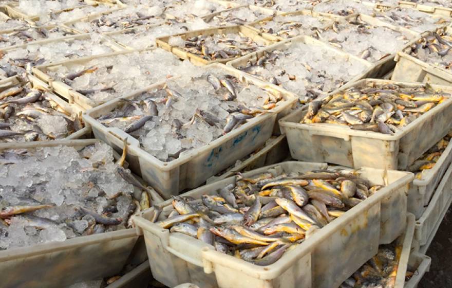  Small yellow croaker catch Previous Pause Next 1 of 2  Small yellow croaker is one of four important traditional species fished in the East China Sea.