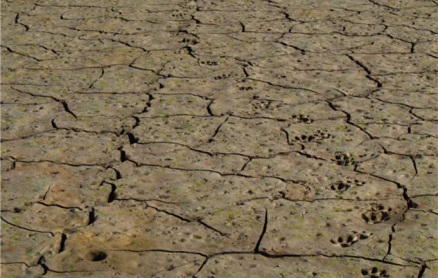 Tracks at the bottom of Cachuma Reservoir in Santa Barbara County suggest a deer became mired in the mud while being pursued by a mountain lion.