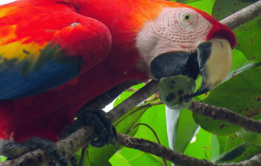 Scarlet macaws eat hundreds of fruits a day.