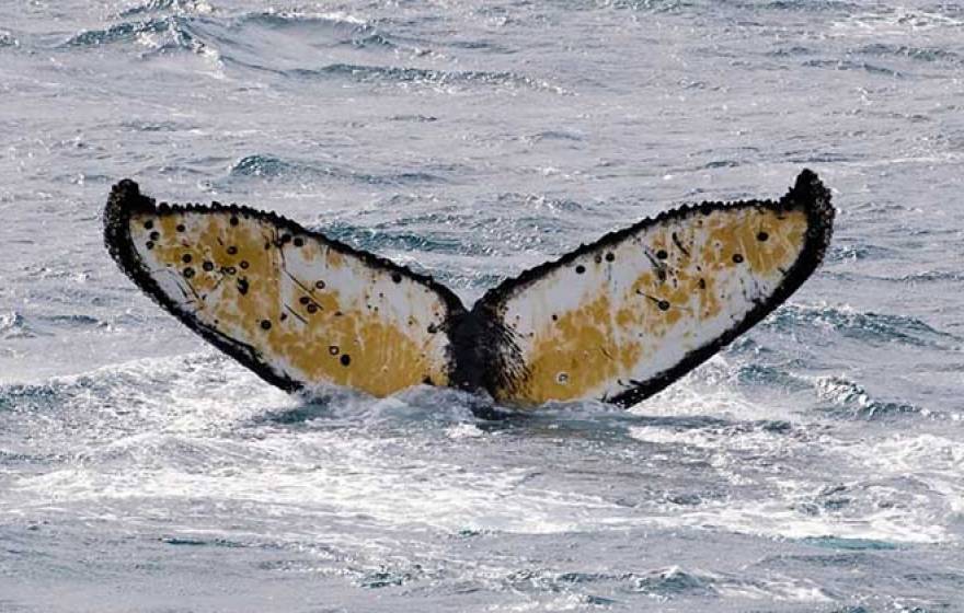 Humpback whale tail