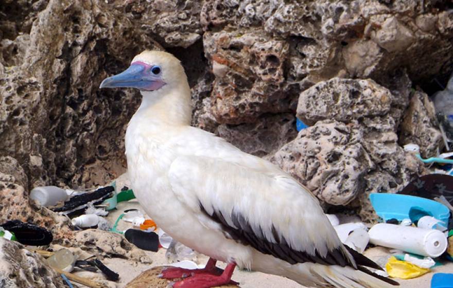 red-footed booby amid plasict