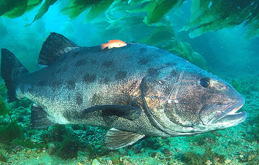 giant sea bass