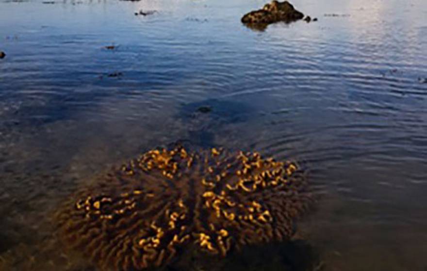 Coral sea in Southeast Asia