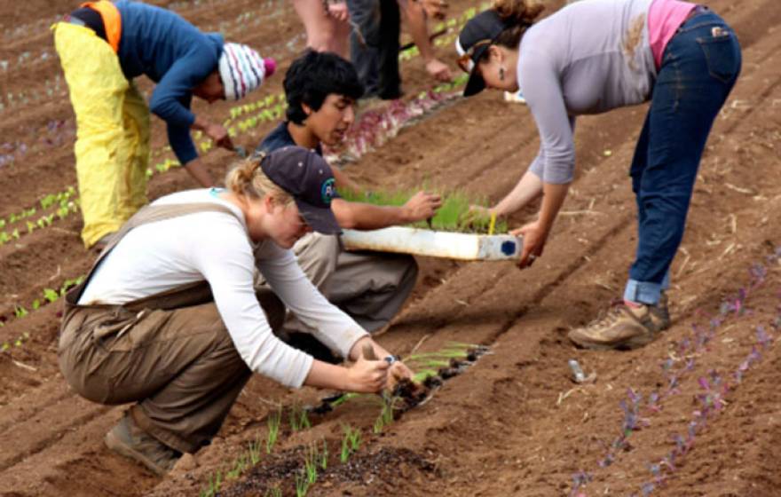 Apprentices in ecological horticulture at UC Santa Cruz learn organic farming and gardening during a six-month course of study and practice. Applications for the 2016 program are due Aug. 15 for international applicants and Sept. 30 for U.S. citizens.