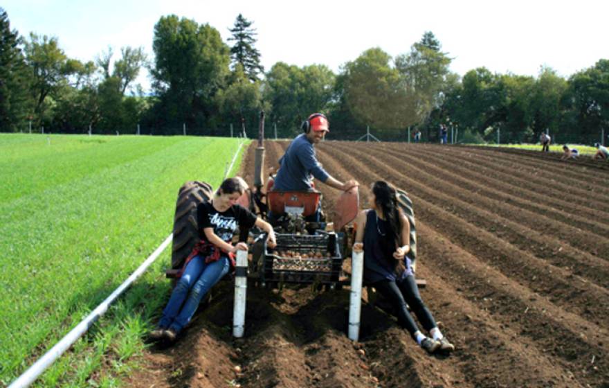 Darryl Wong, a UC Santa Cruz farm manager, works with undergraduate interns in agroecology as they plant potatoes on the UCSC farm. 