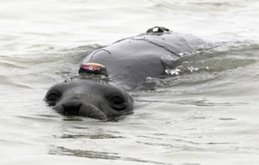 elephant seal with tracking device