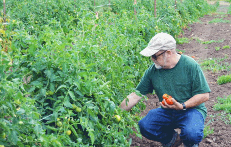 UC Santa Cruz alumnus Mark Lipson, who chaired the Organic Working Group at the U.S. Department of Agriculture from 2010 to 2014, with some of the dry-framed tomatoes grown at Molino Creek Farm.