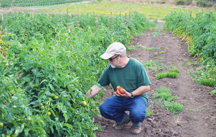 UC Santa Cruz alumnus and current CASFS researcher Mark Lipson was honored for his years of service to the organic and sustainable agriculture movement.