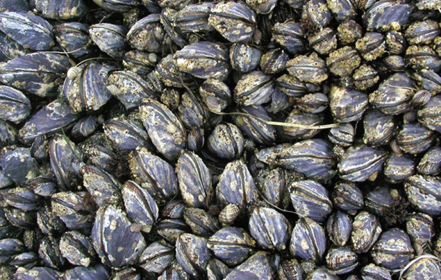 Mussels