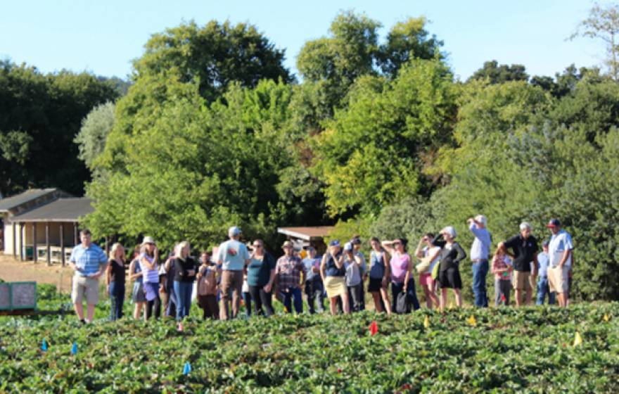 Conference particpants got out into the fields of local farms and ranches including the UC Santa Cruz Farm. 