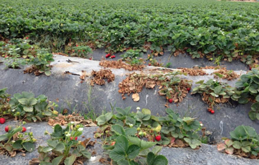 Methyl bromide has been used by growers since the 1970s to control soil pathogens, weeds and nematodes. Pictured are pathogen-infected plants in a buffer zone where fumigants can't be applied. 
