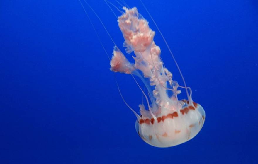 UC San Diego jellyfish noise oceans