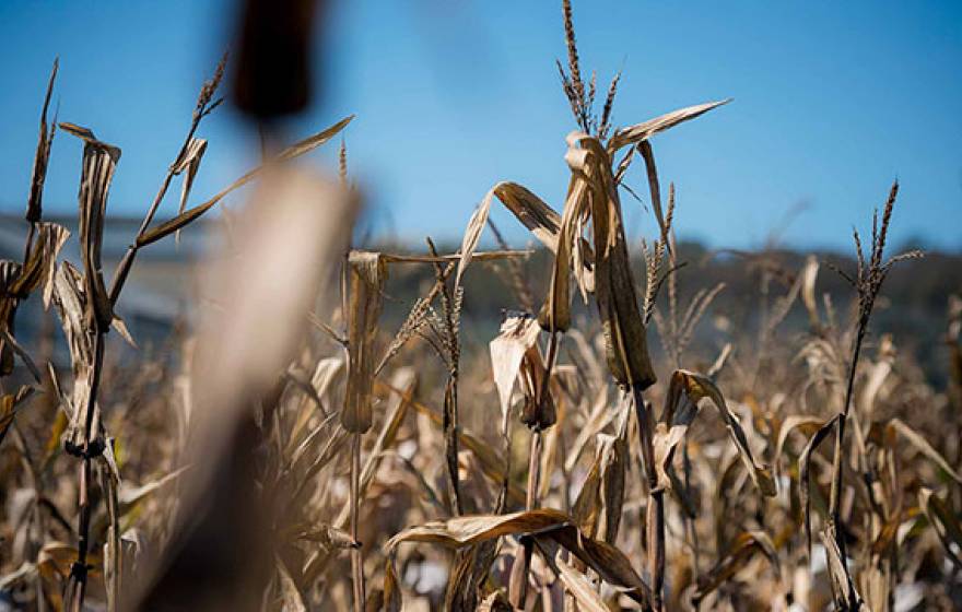 parched wheat